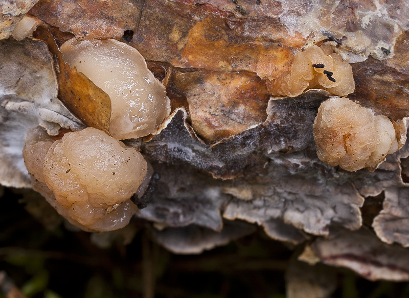 Tremella encephala